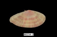 藏品(鯊皮櫻蛤)的圖片